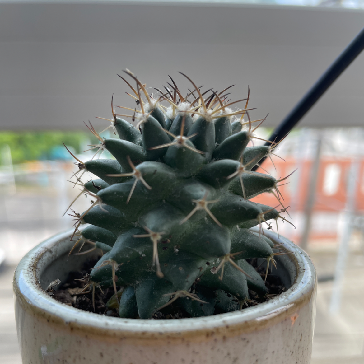 Turbinicarpus schmiedickeanus cactus in a small pot, healthy with intact spines.