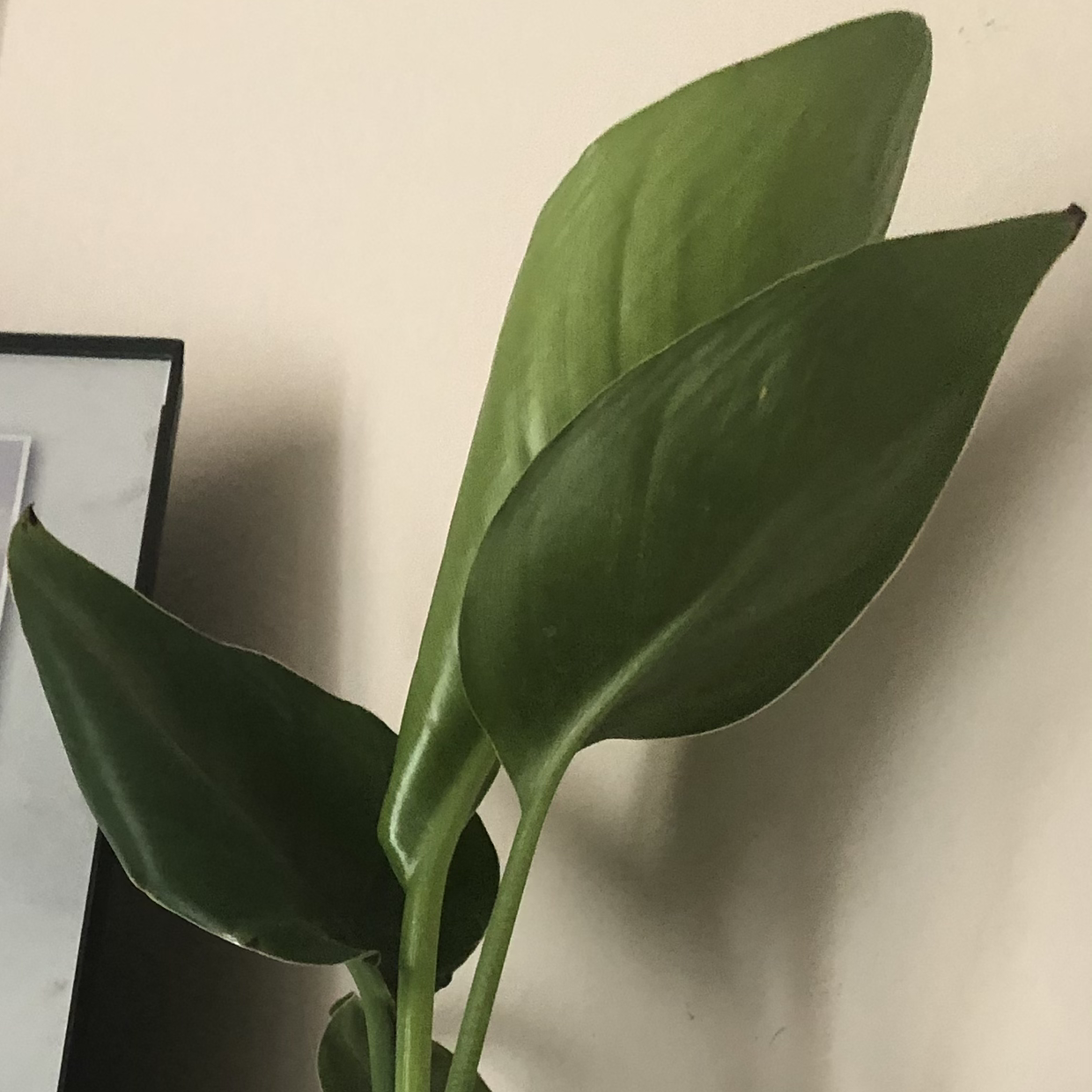 Bird of Paradise plant with large, healthy green leaves.