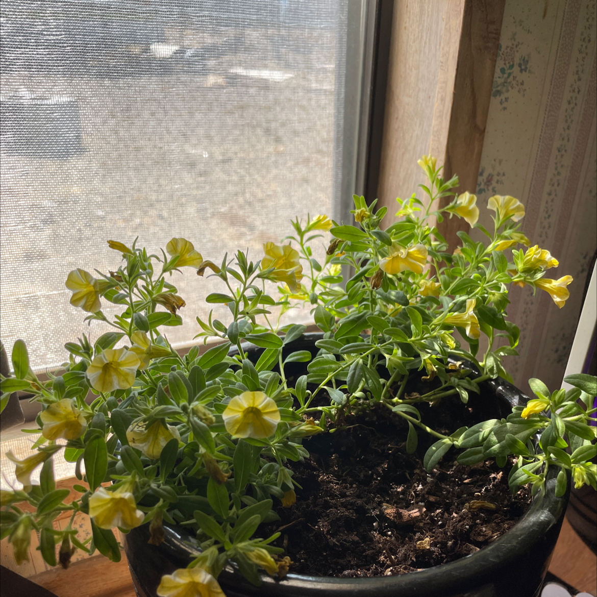 Photo of the plant species Superbells Lemon Slice Calibrachoa by @LovelyB named Bells on Greg, the plant care app