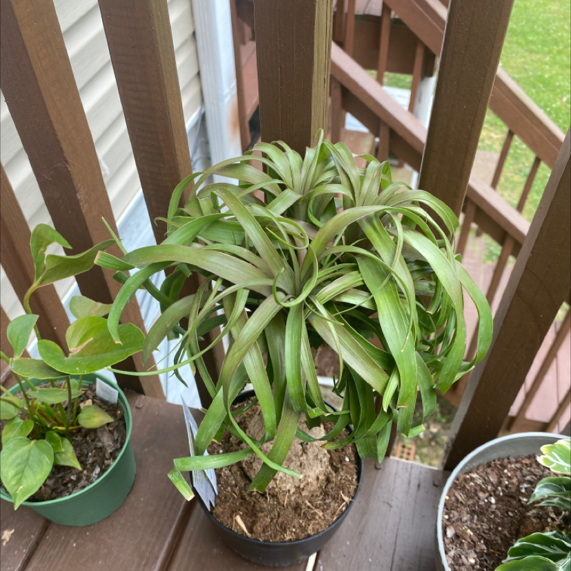 Bottle Palm Tree plant photo by Hillary named Pony tail plam on Greg, the plant care app.