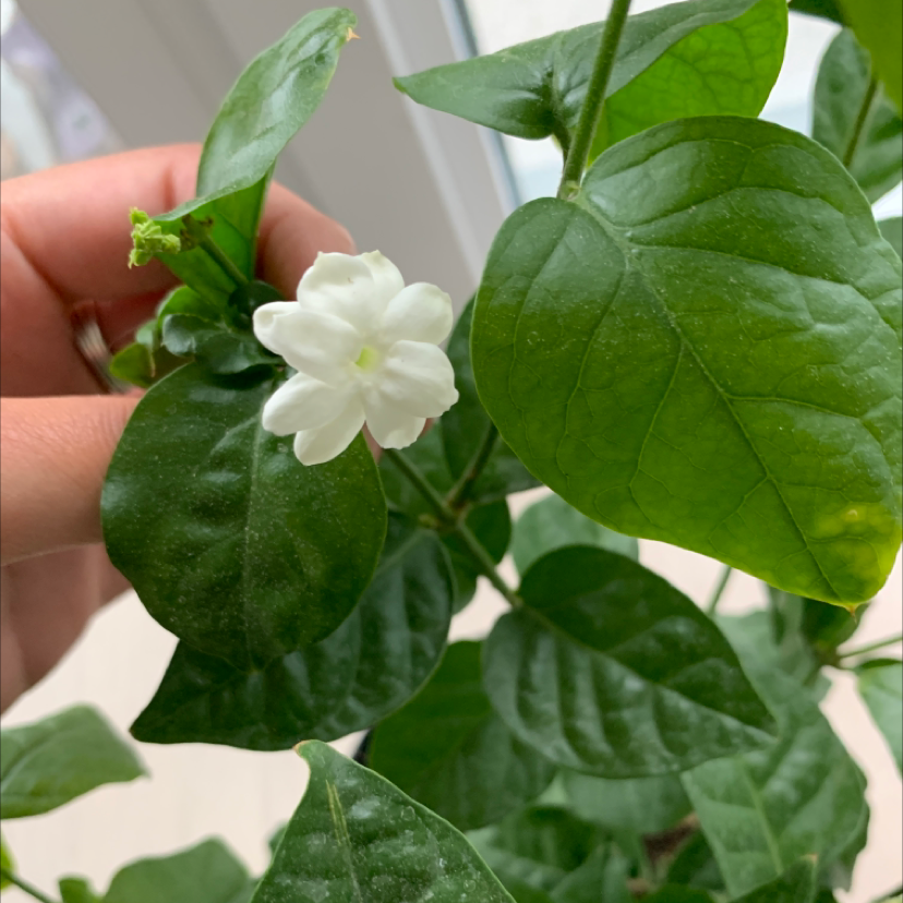 Photo of the plant species Arabian Jasmine by Seray named Bodhi on Greg, the plant care app