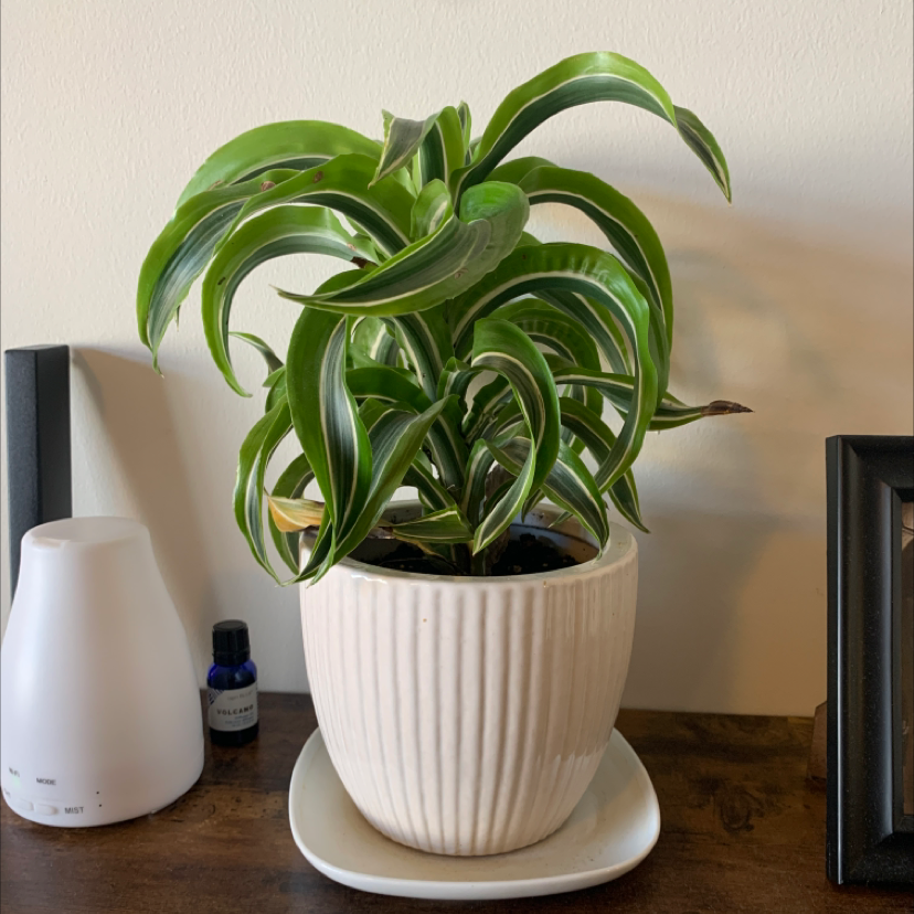 Healthy Song of India plant with lush green and yellow variegated leaves in a white ribbed pot, on a wooden surface.