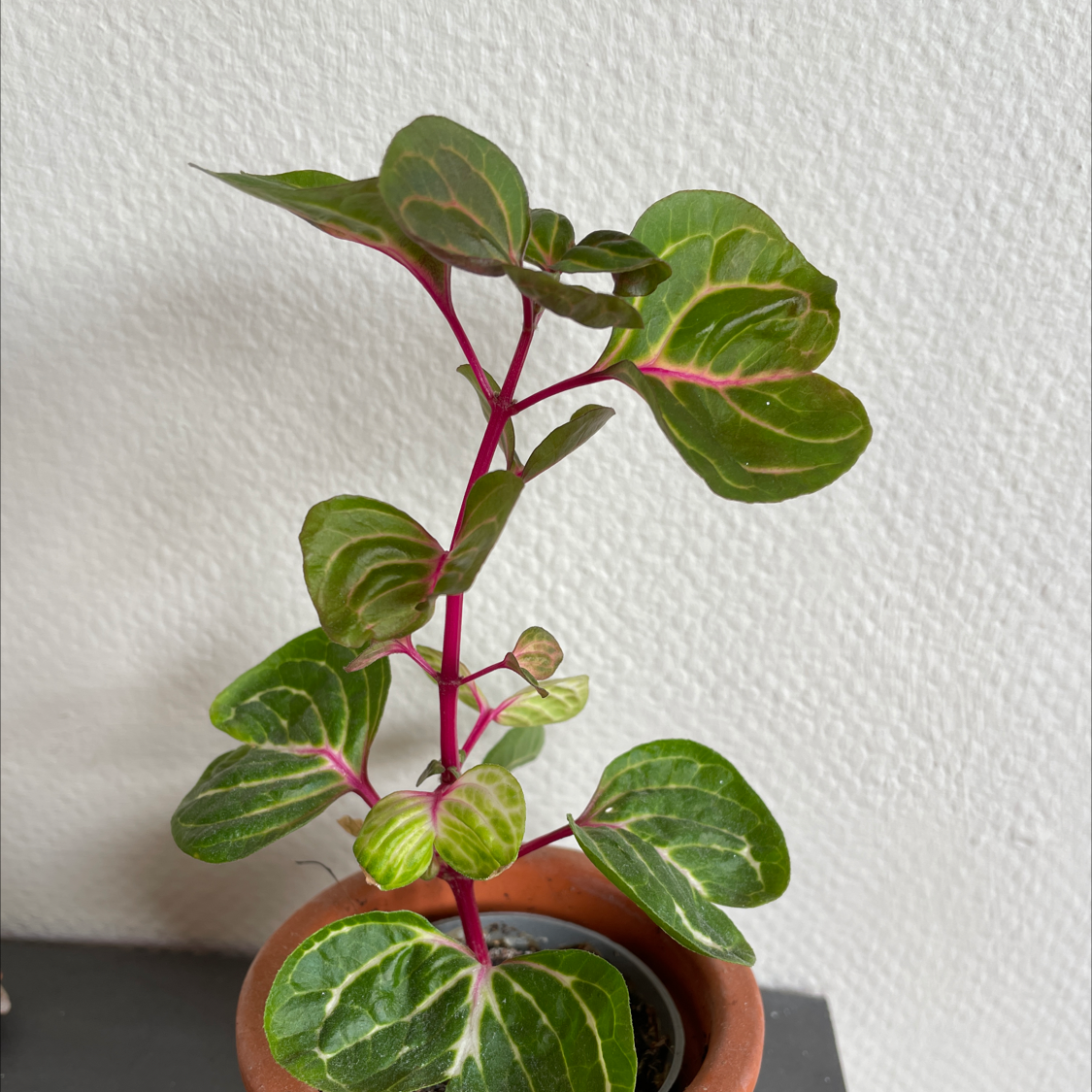 Photo of the plant species Herbst's Bloodleaf by @ashy211 named Radish green on Greg, the plant care app