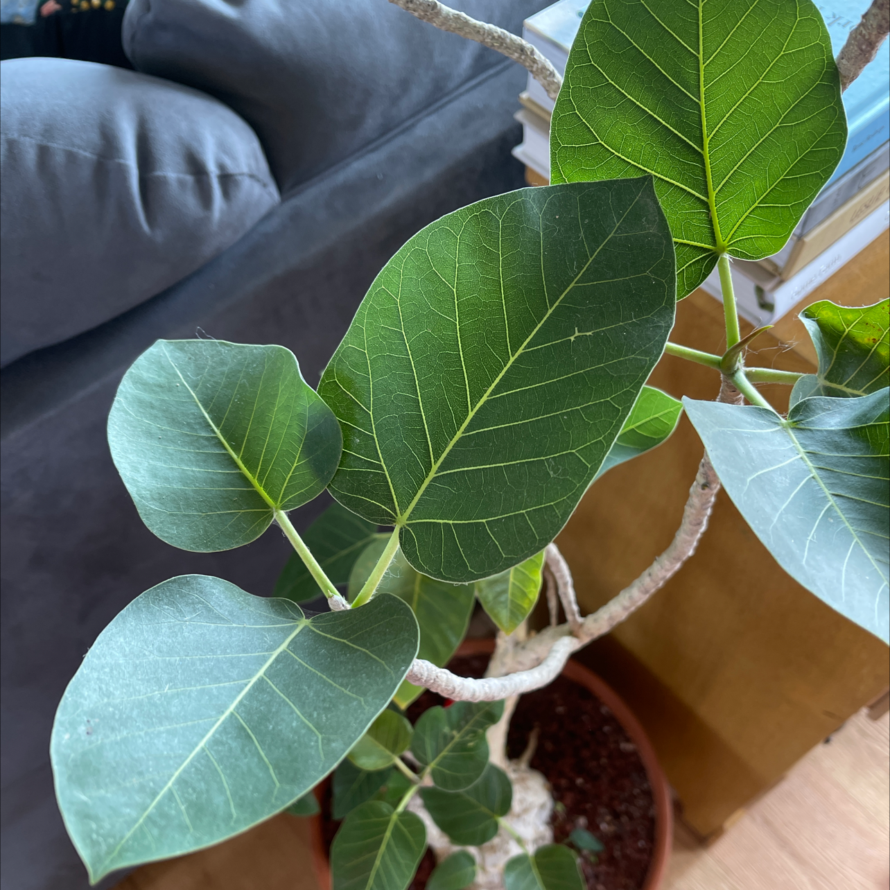 Petiolate Fig plant with healthy green leaves in a pot with visible soil.