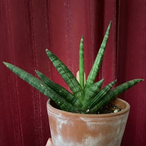 Cylindrical Snake Plant plant photo by Yvonne named Sansevieria Starfish on Greg, the plant care app.