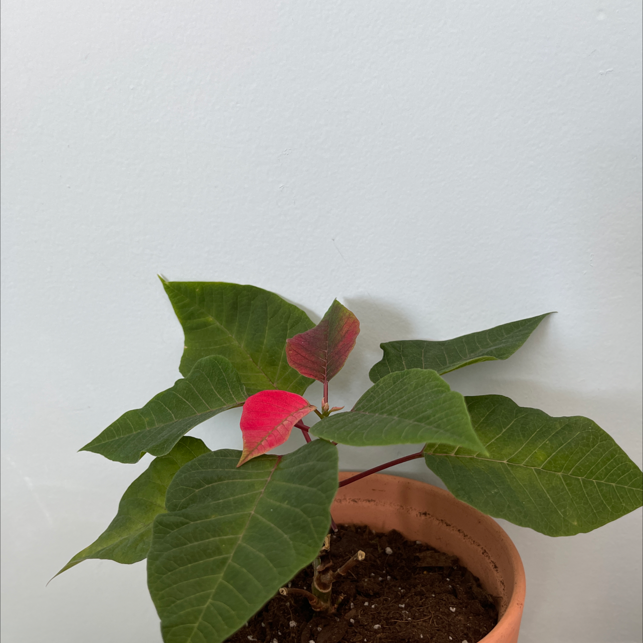 10-benefits-of-having-a-poinsettia