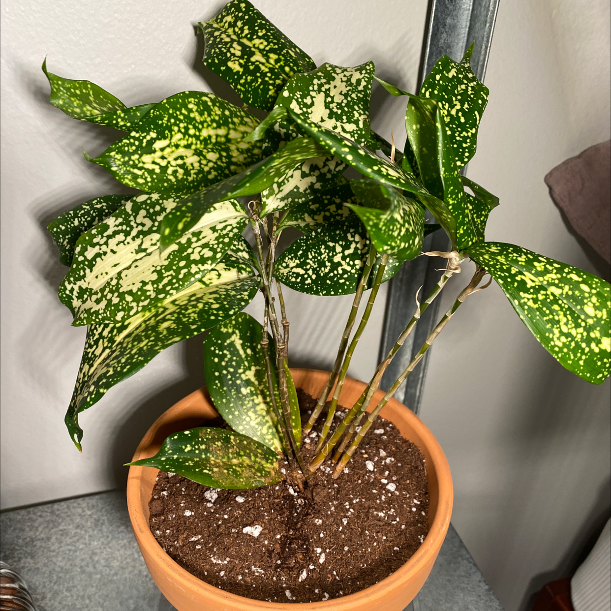 Healthy Gold Dust Dracaena plant with vibrant green and yellow speckled leaves in a terracotta pot, soil visible.