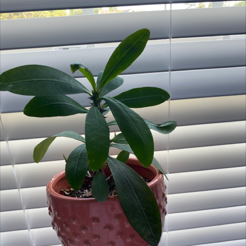 Crown of Thorns plant photo by Claire named Thor on Greg, the plant care app.