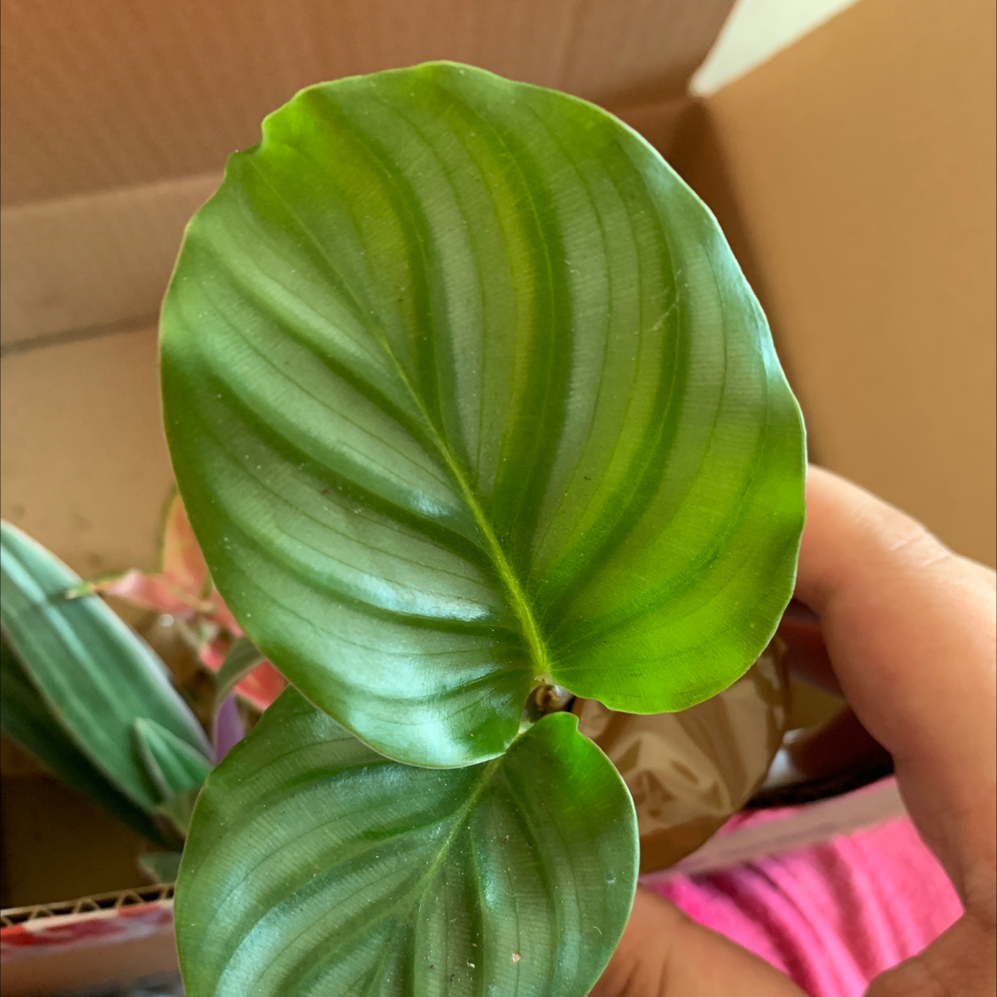 Calathea Orbifolia plant photo by @Jade31 named Remington on Greg, the plant care app.
