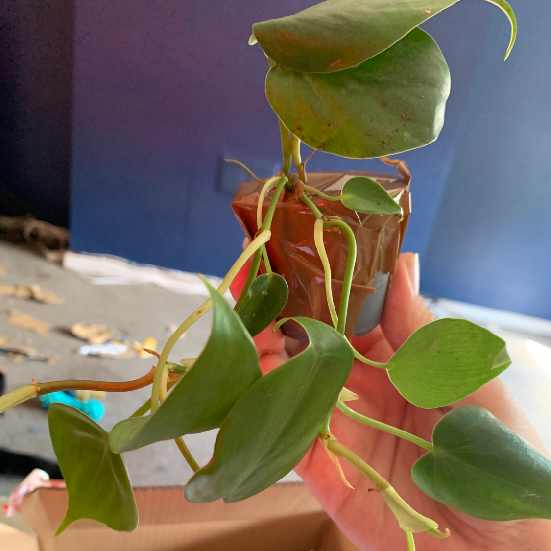 Philodendron Scandens plant photo by @Jade31 named Leonardo on Greg, the plant care app.