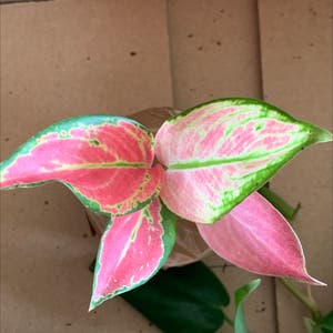 Aglaonema 'Pink Splash' plant photo by @Jade31 named Captain Plant-it on Greg, the plant care app.