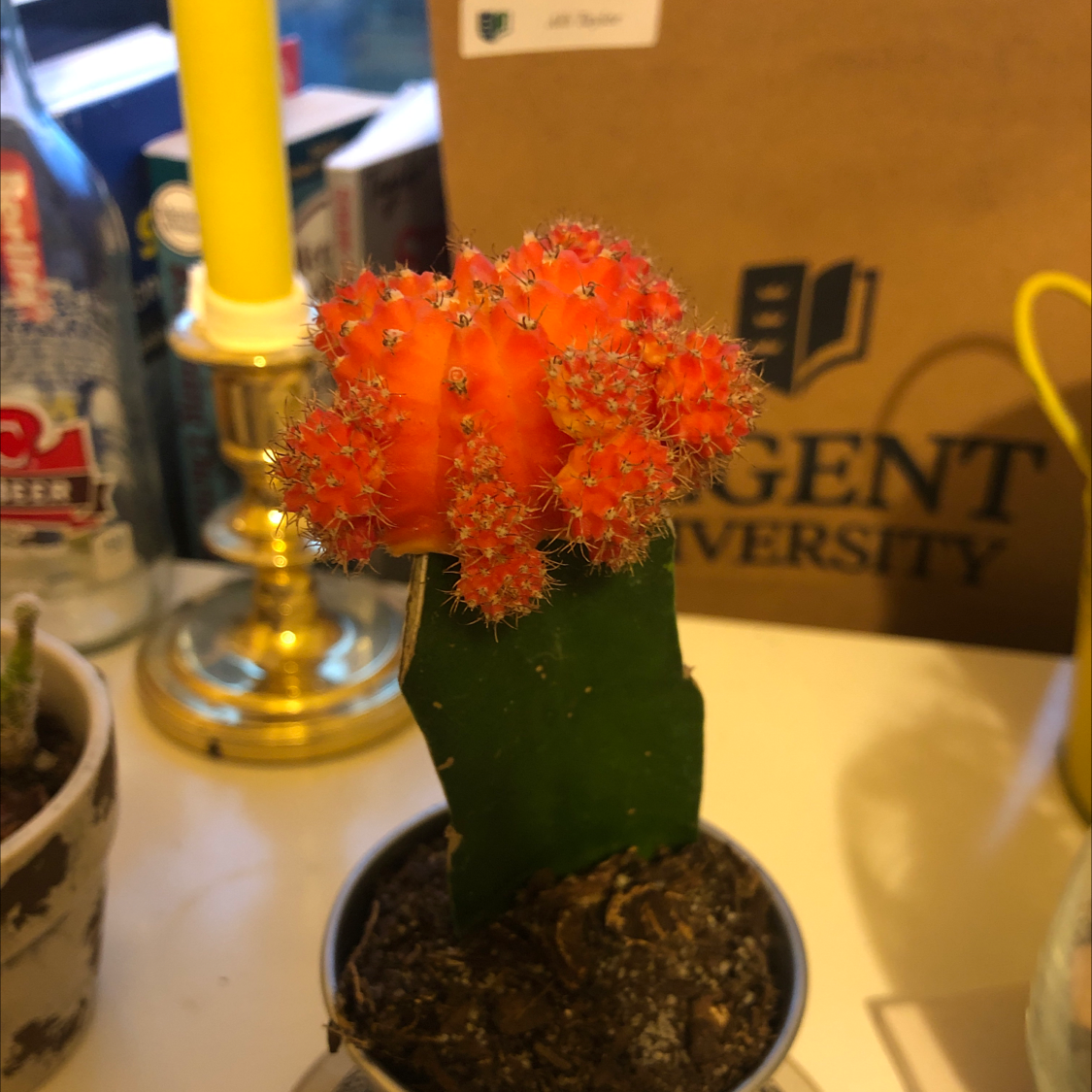 Moon Cactus plant photo by @Sissypuss named Ty Lee on Greg, the plant care app.