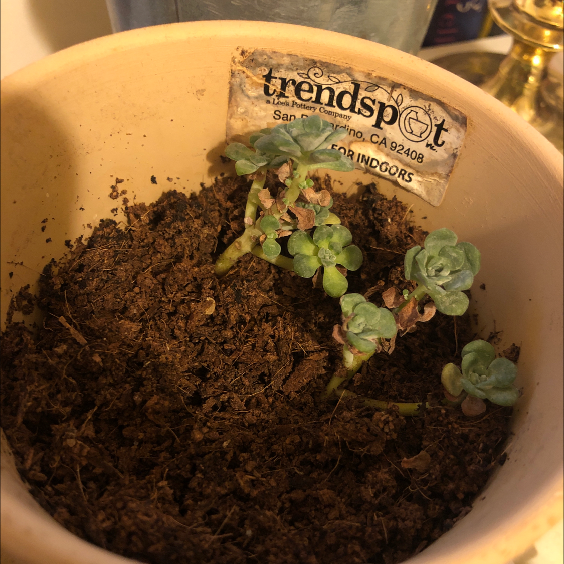 Purdy's Stonecrop plant photo by @Sissypuss named Gregorovitch on Greg, the plant care app.