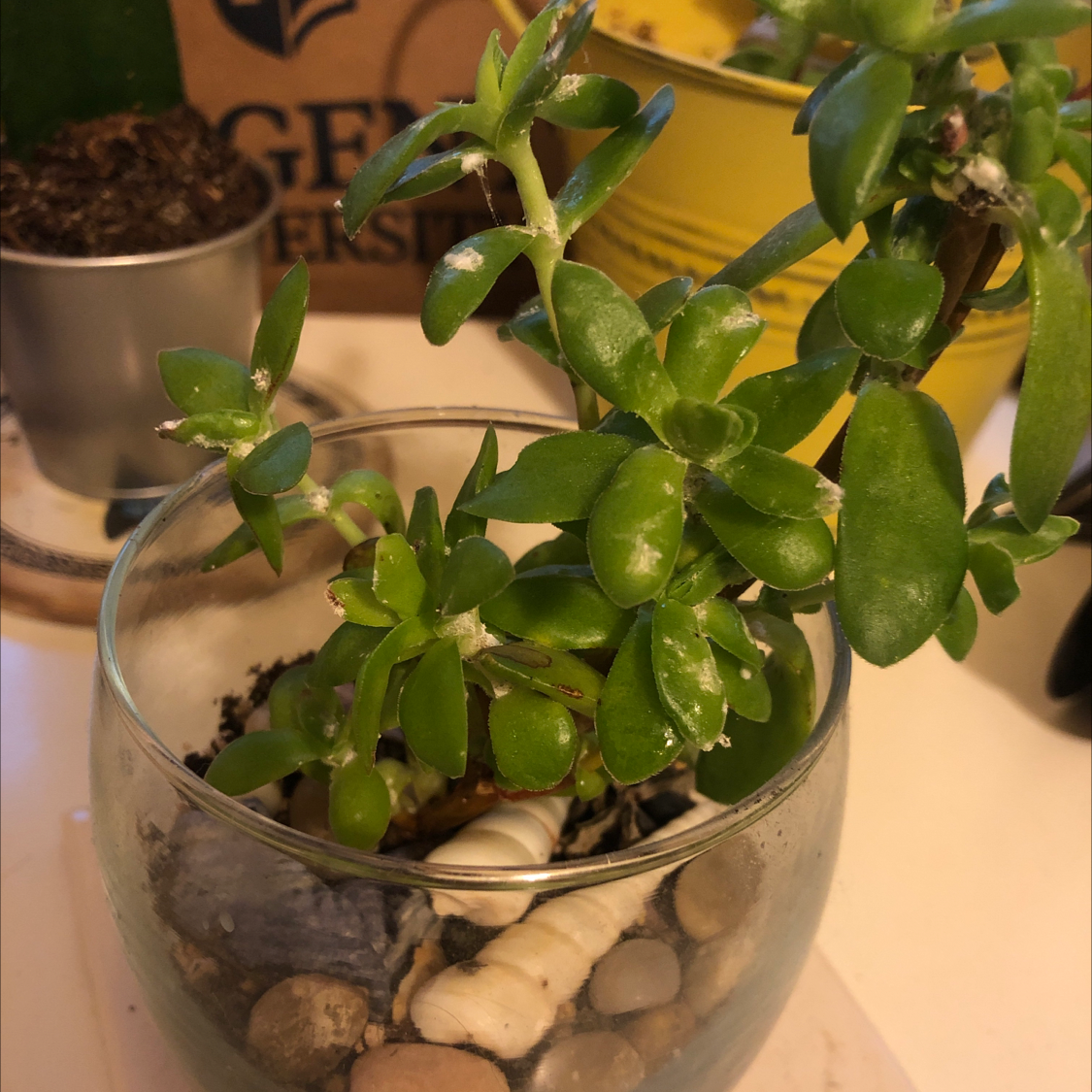 Lucky Plant plant photo by @Sissypuss named Estebán on Greg, the plant care app.