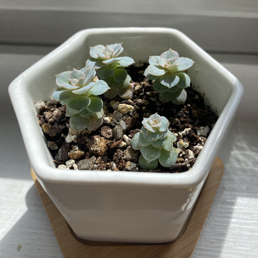 Echeveria 'Fleur Blanc' succulent in a white hexagonal pot with visible soil.