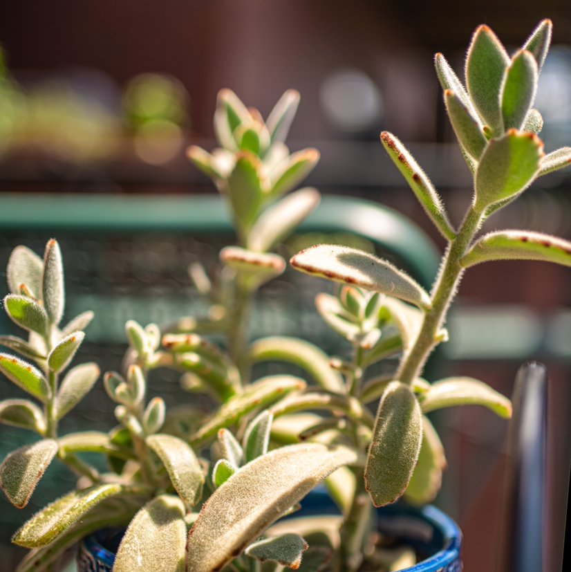 Panda Plant plant photo by Plant parent named Panda Plant on Greg, the plant care app.