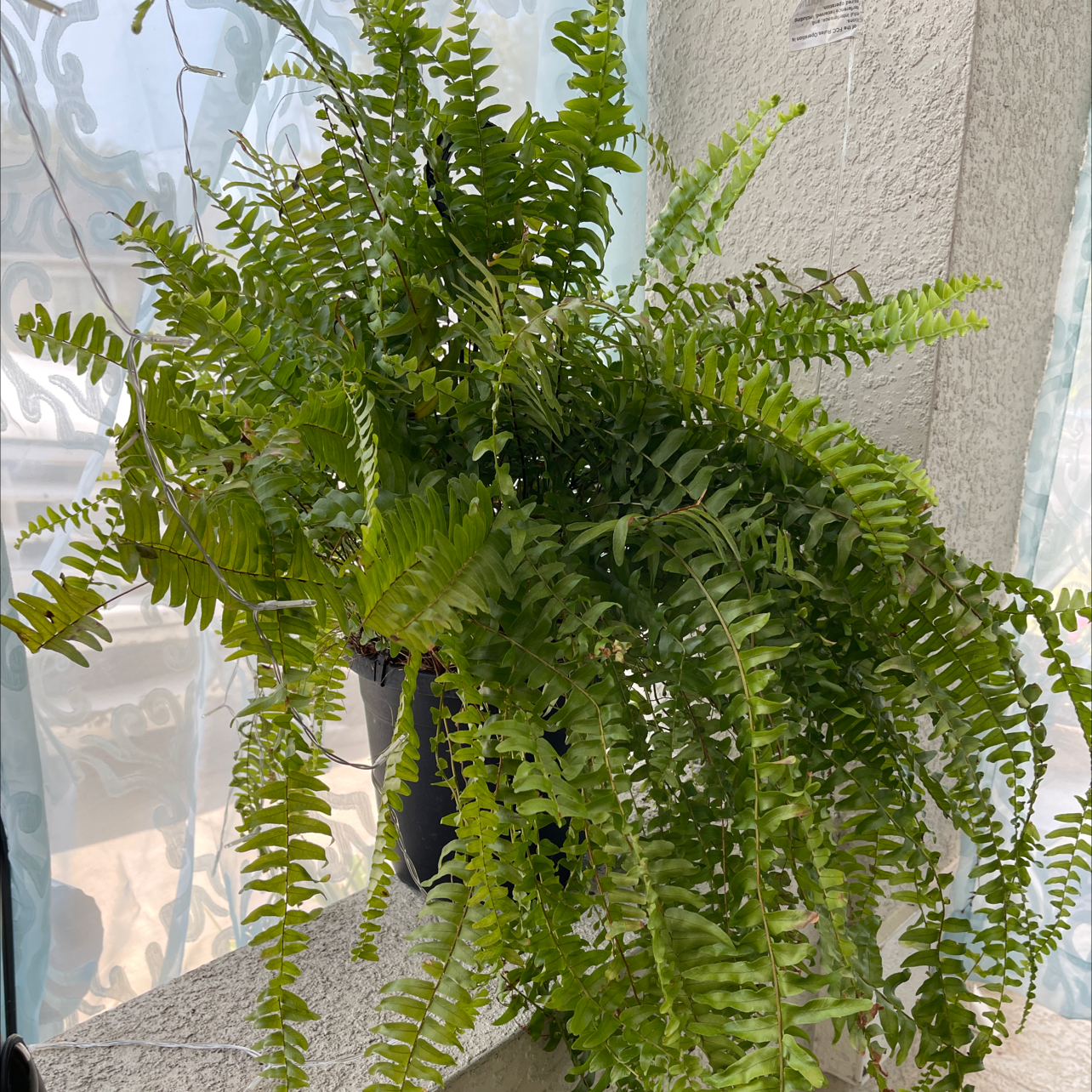 Boston Fern plant photo by Megan named Your plant on Greg, the plant care app.