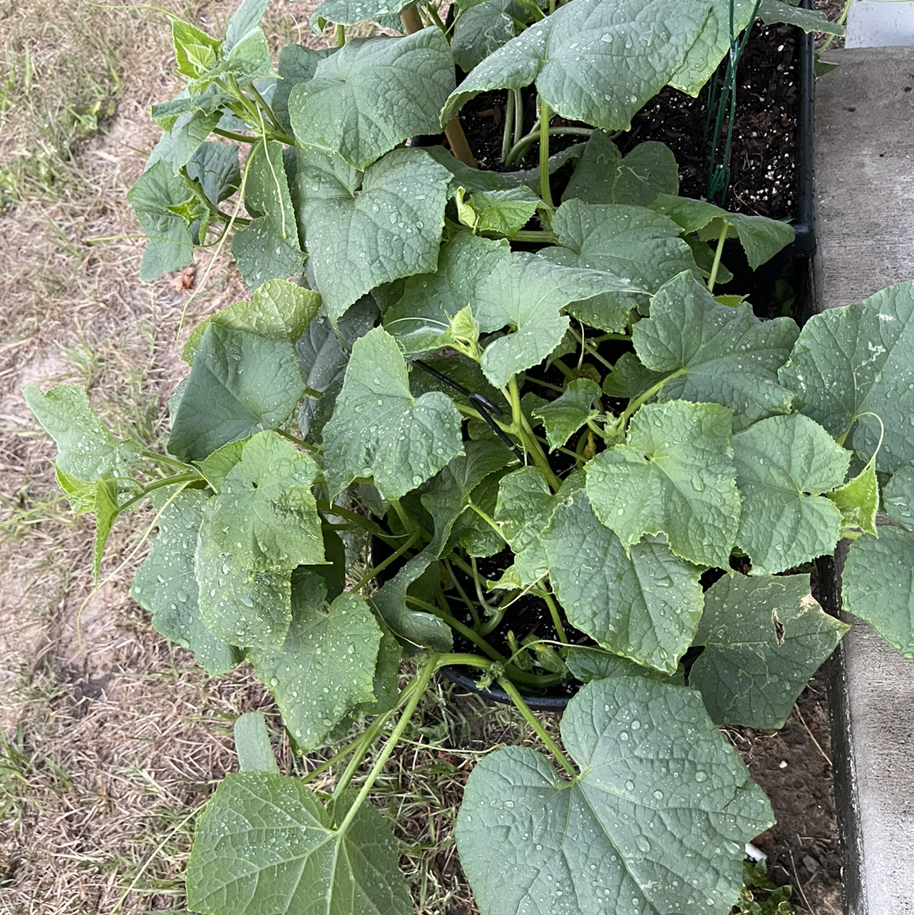 Cucumber plant with broad green leaves growing in a container with visible soil.