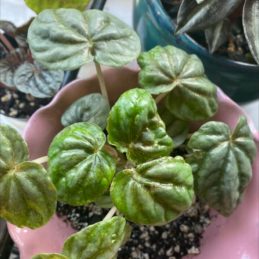 Emerald Ripple Peperomia with wrinkled leaves, some showing browning, potted in soil.