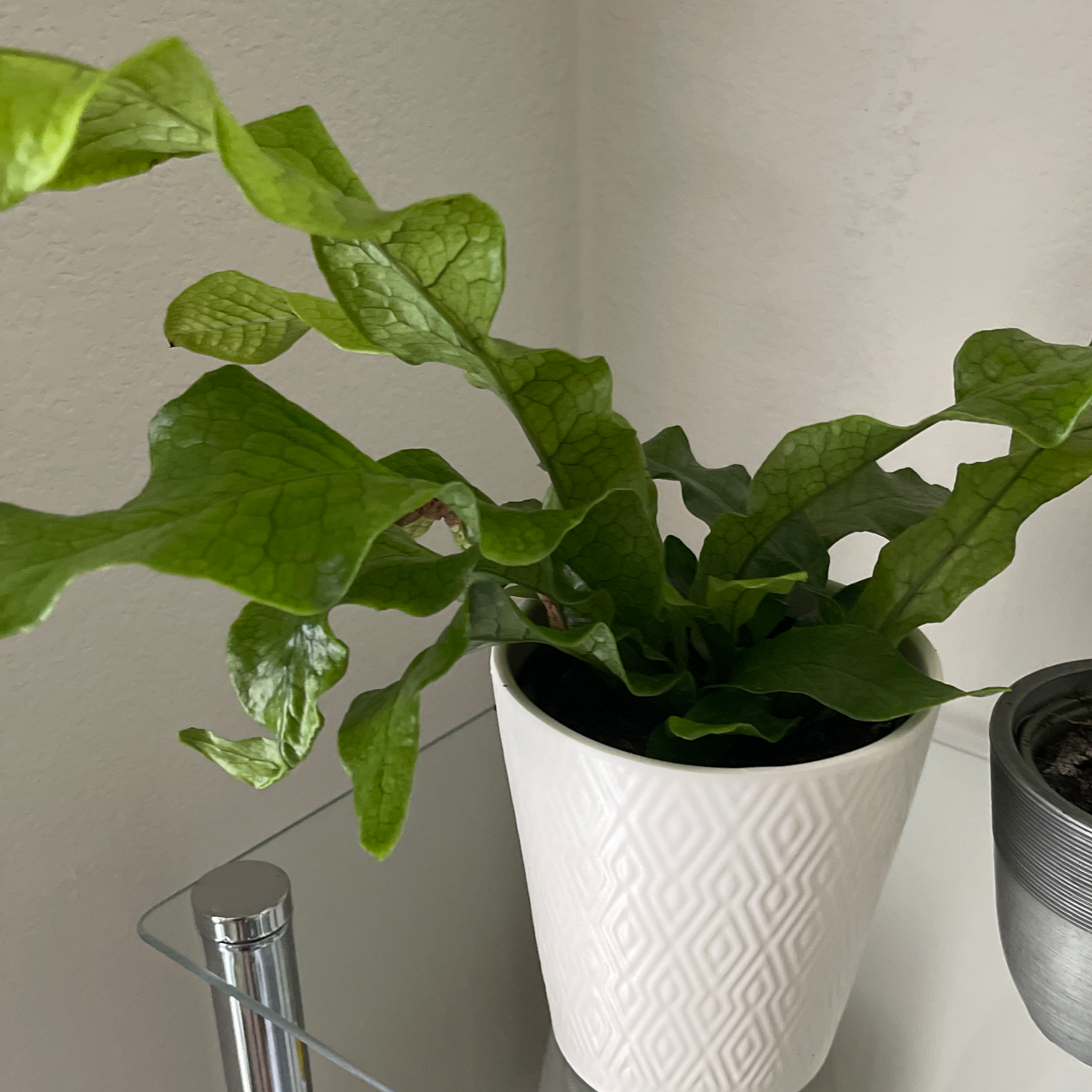 Photo of the plant species Blue Star Fern by @Calinda86 named Your plant on Greg, the plant care app