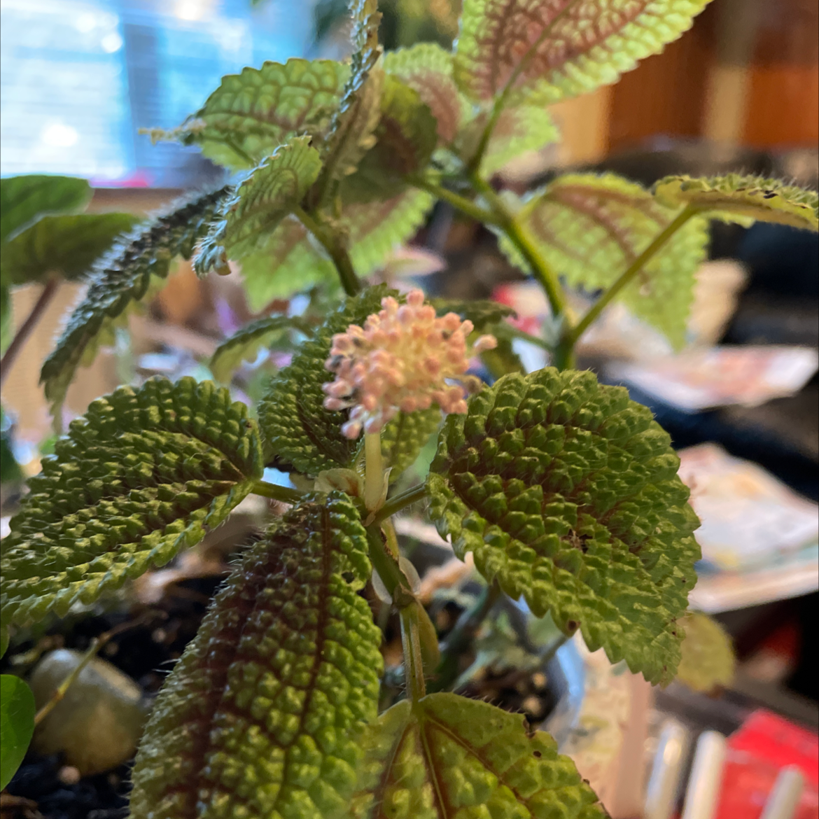 Pilea mollis plant with textured green leaves and a central flower, indoors with good lighting.