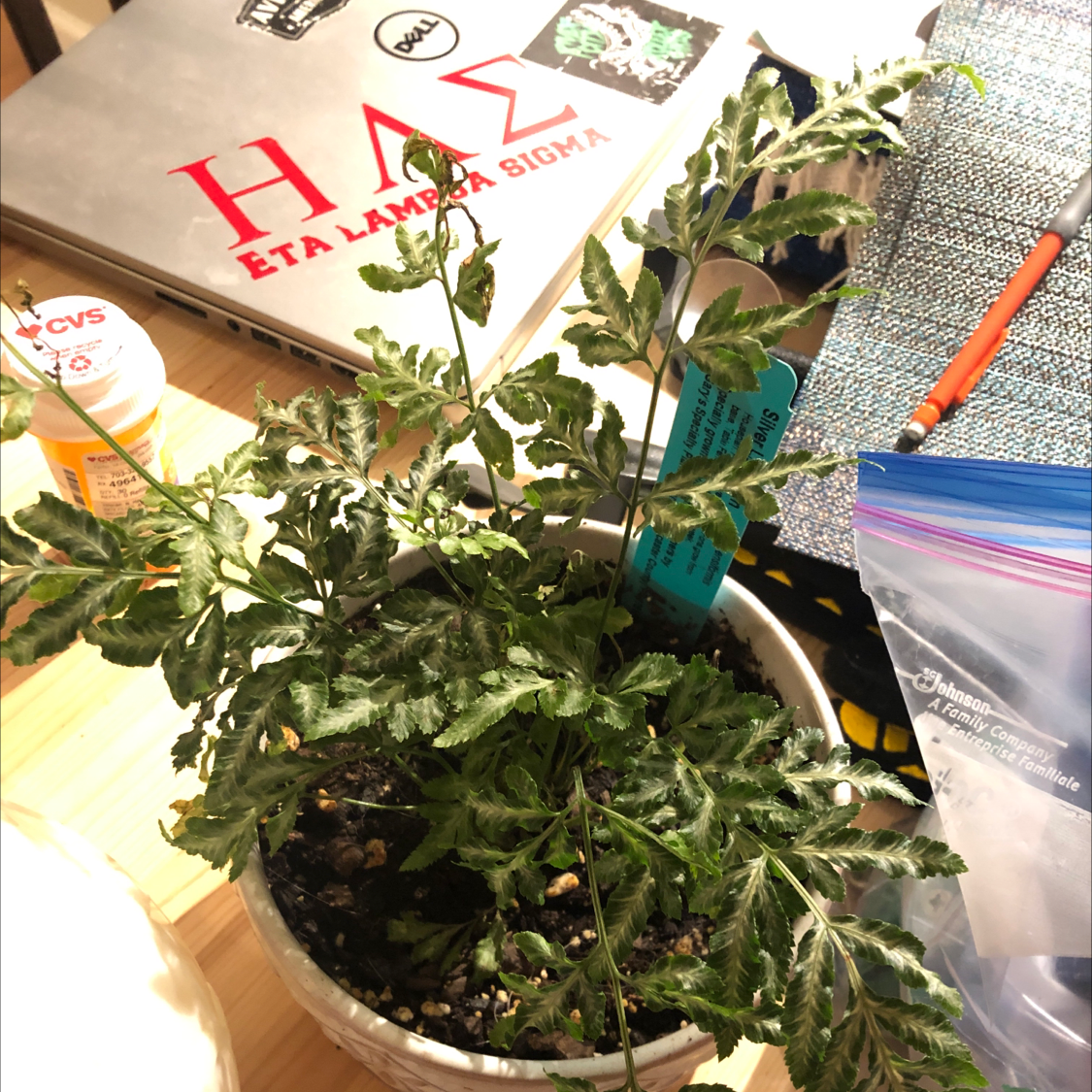Potted Brake Fern with variegated leaves on a table with various items.