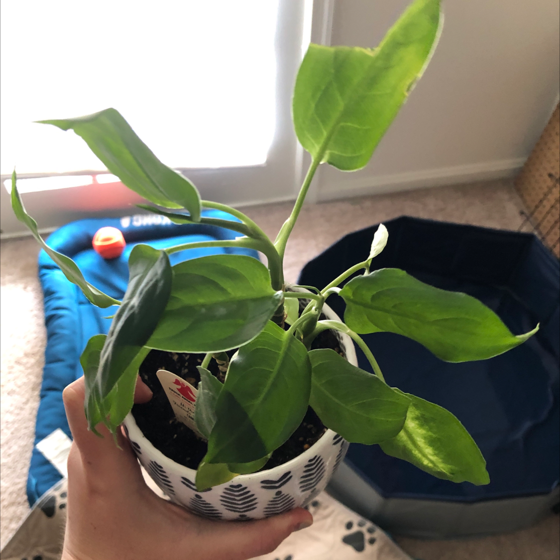 Dieffenbachia 'Camille' plant in a small pot held by a hand, with vibrant green leaves.