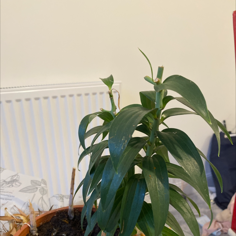 Madonna Lily plant photo by Dara named Your plant on Greg, the plant care app.