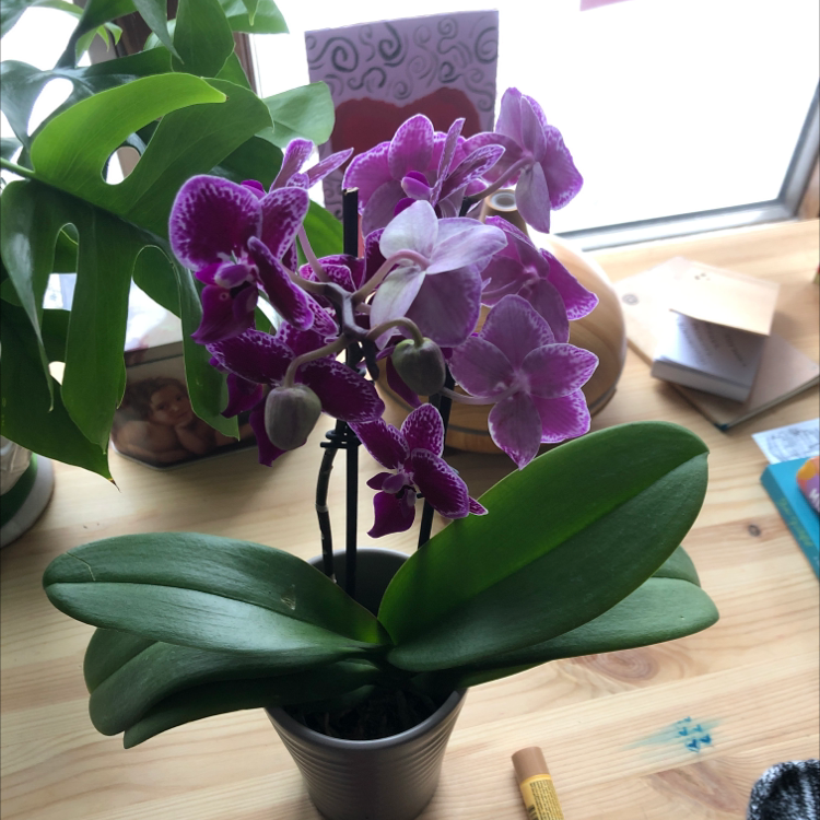 Jewel Orchid with vibrant purple flowers and healthy green leaves in a pot on a wooden surface.