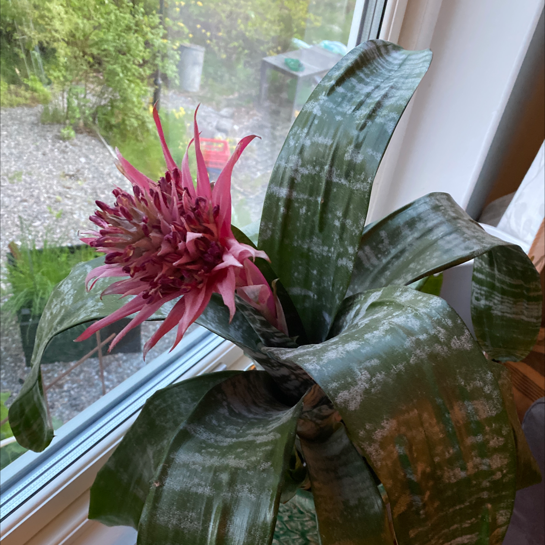 Urn Plant plant photo by @Petter named Plant 1 on Greg, the plant care app.