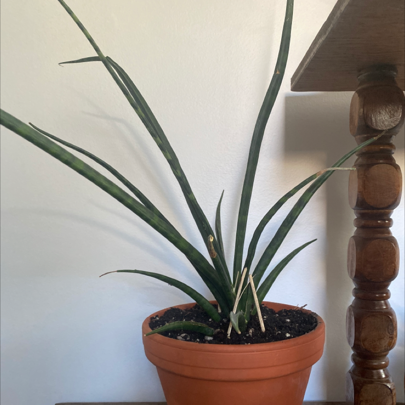 Cylindrical Snake Plant plant photo by Amy named Snek on Greg, the plant care app.