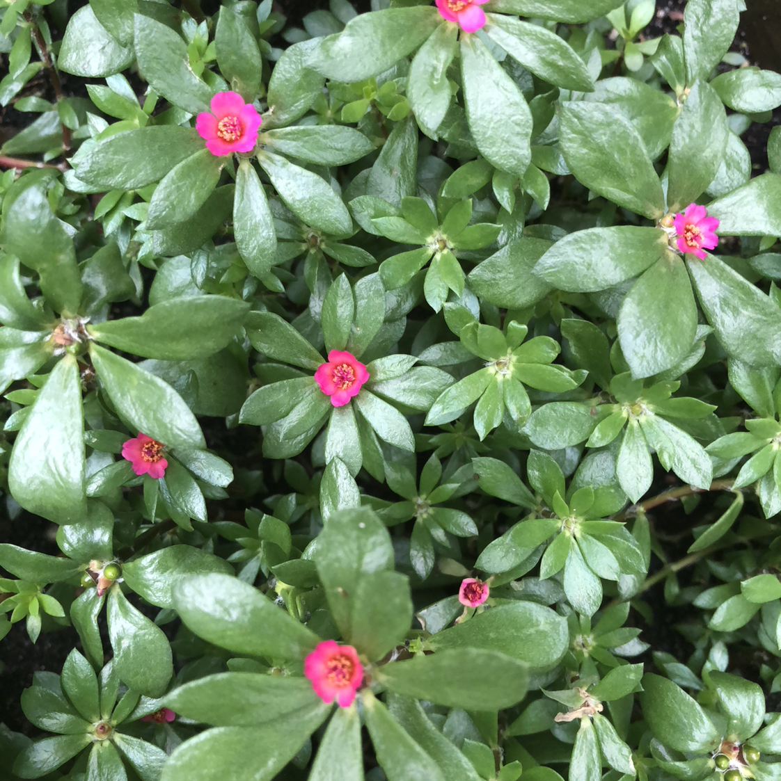 Wingpod Purslane plant with small pink flowers and glossy green leaves.