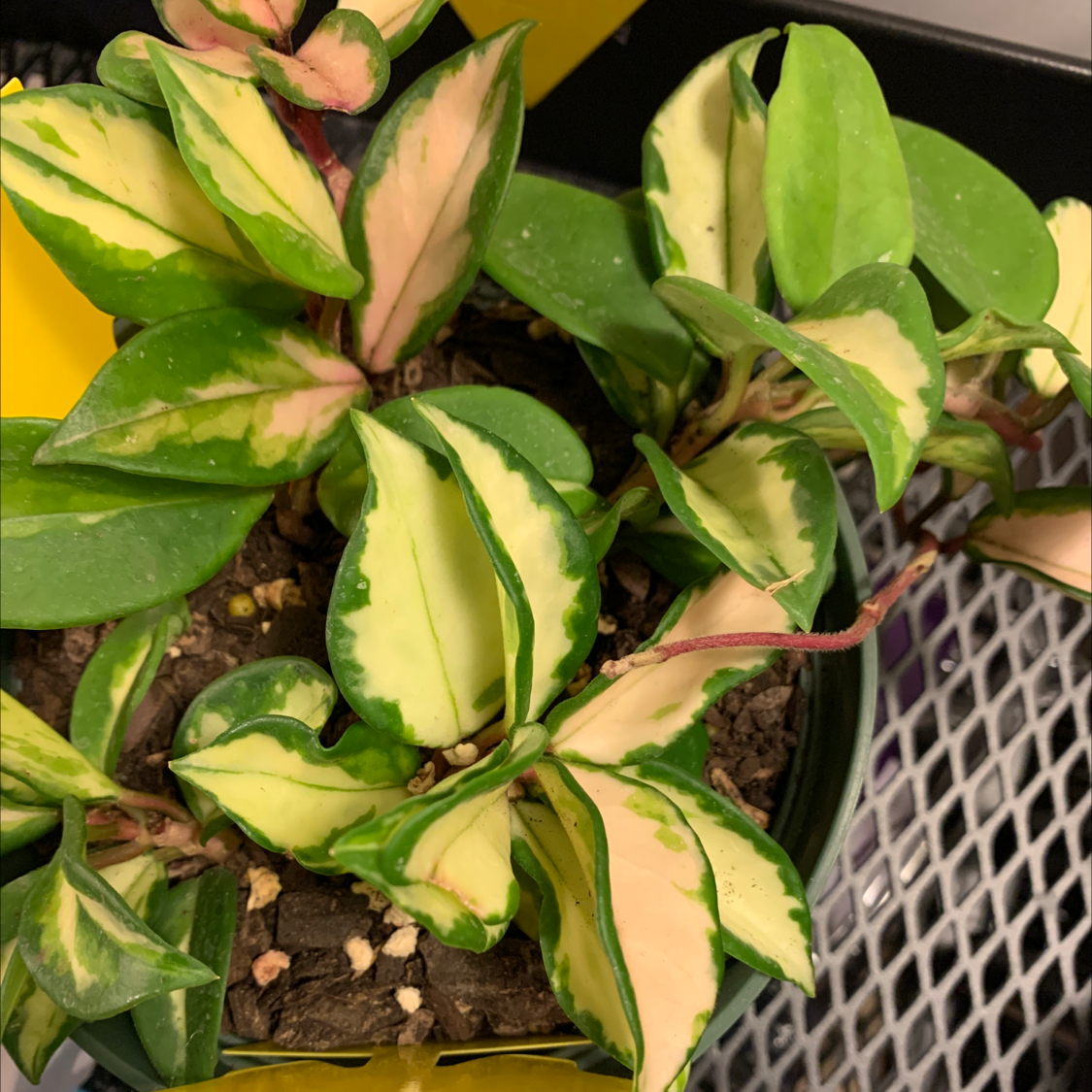 Hoya Carnosa Tricolor plant with variegated leaves in a pot.