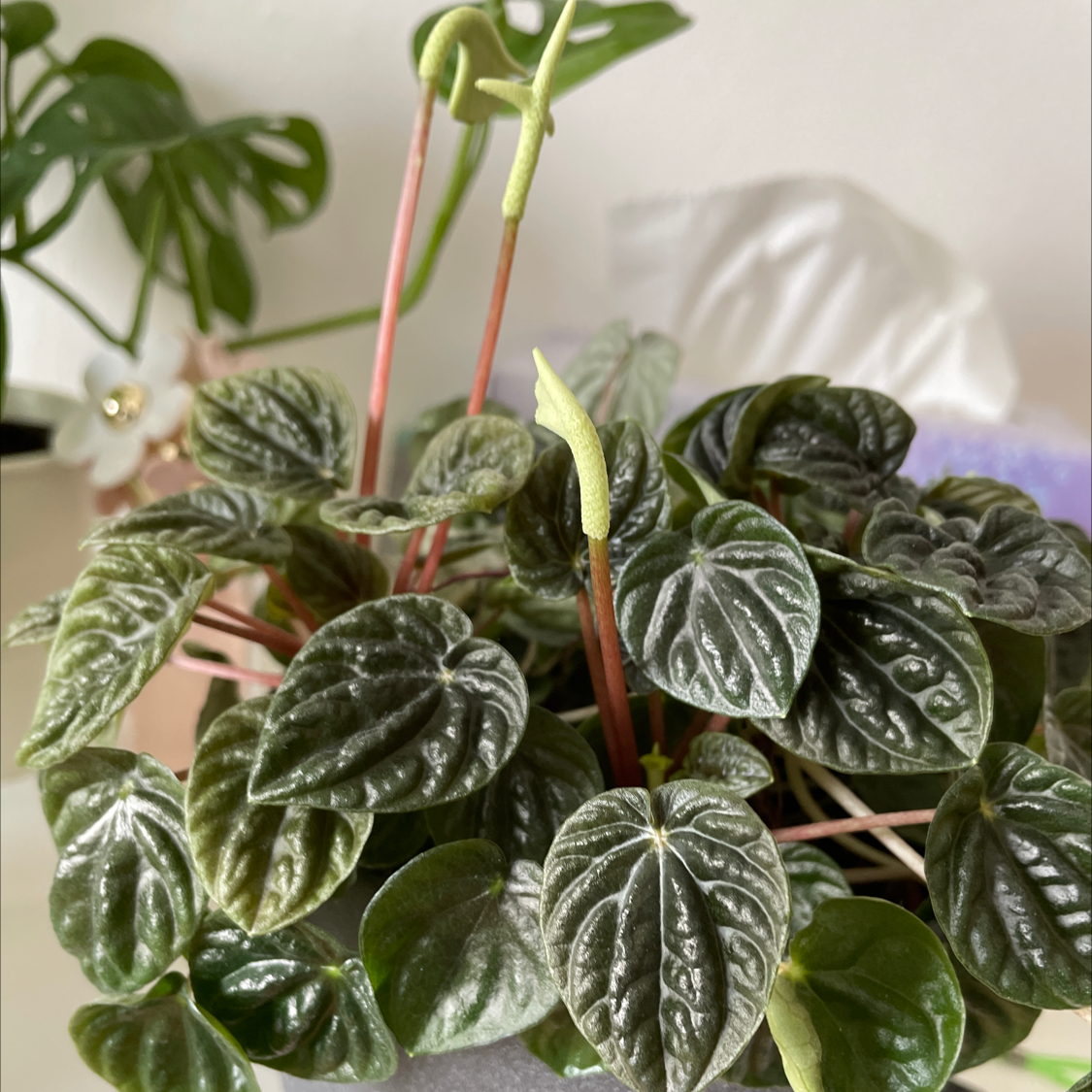 Photo of the plant species Emerald Ripple Peperomia by @MikeLitoris named Mollie on Greg, the plant care app