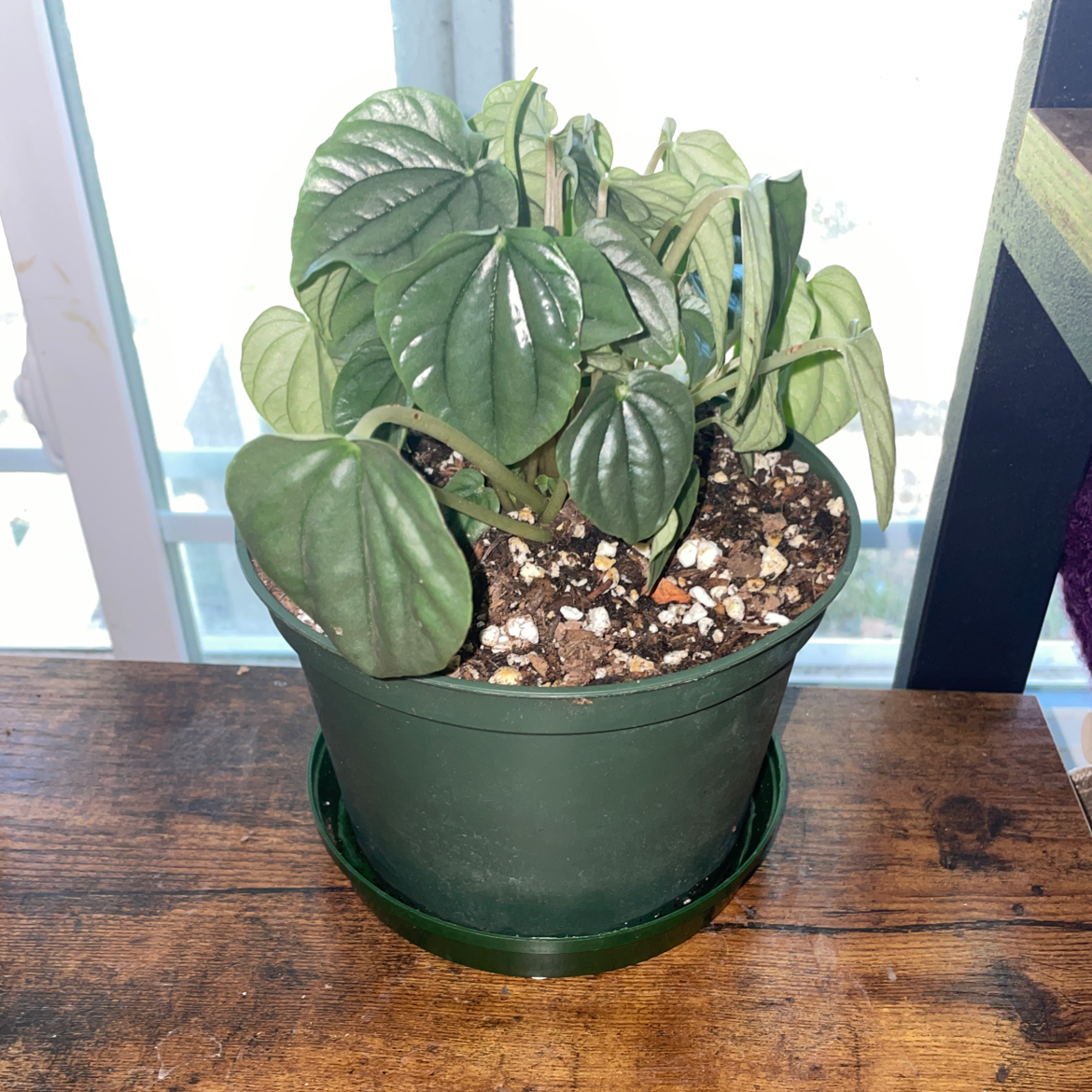 Potted Silver Ripple Peperomia plant on a wooden surface with visible soil.
