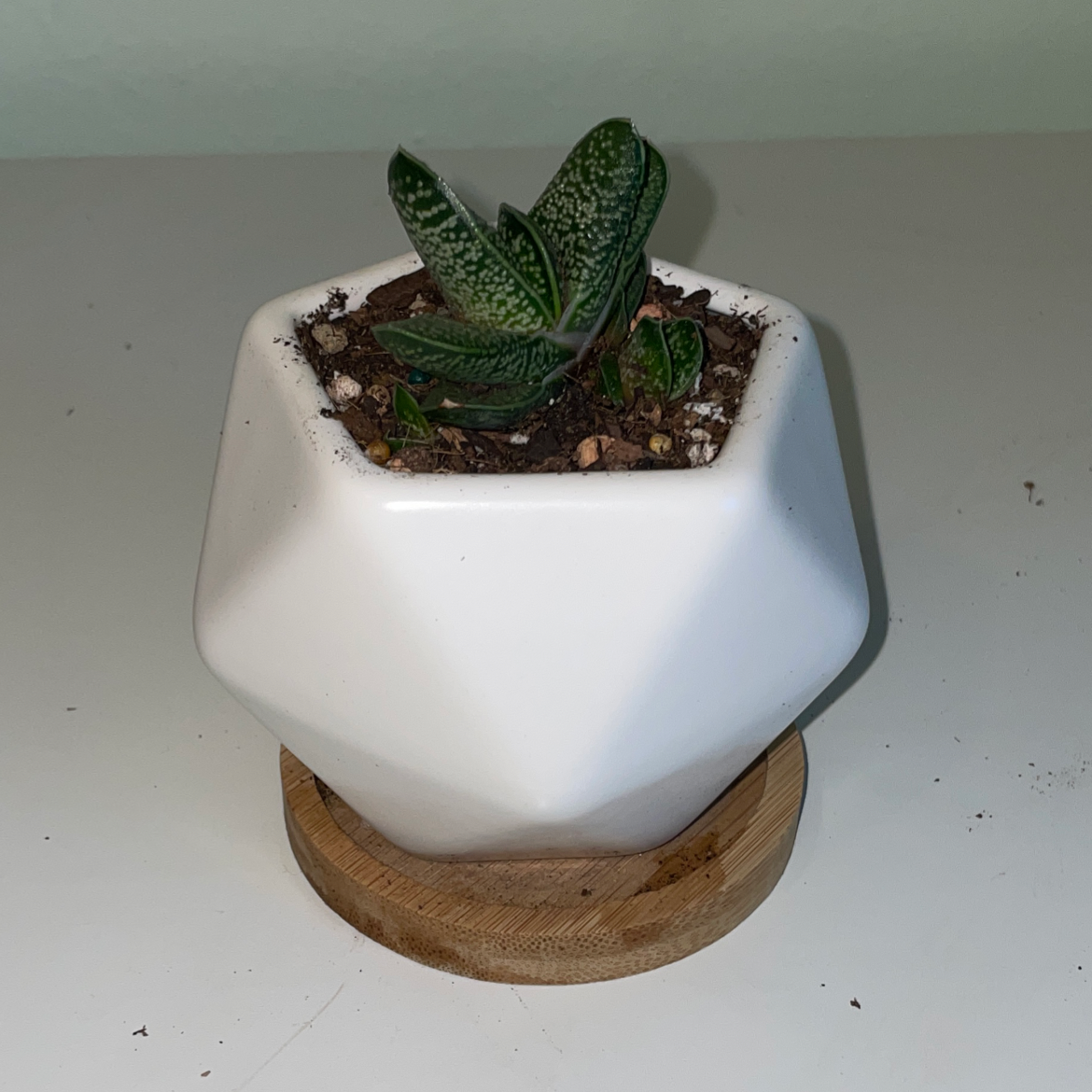 Photo of the plant species Gasteria 'Purple Dragon' by Sabrina named Purple Dragon Gasteria on Greg, the plant care app