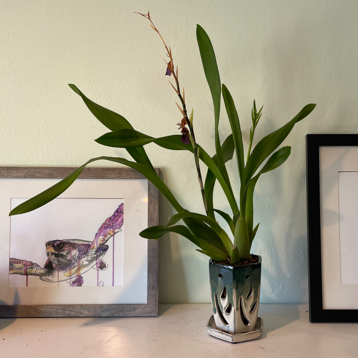 Photo of the plant species Odontonia Pacific Paranoia 'Other Side Of Cool' by Sabrina named The Other Side of Cool on Greg, the plant care app