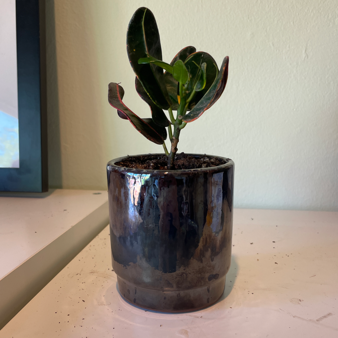Croton Mammy plant in a dark, glossy pot with vibrant leaves.