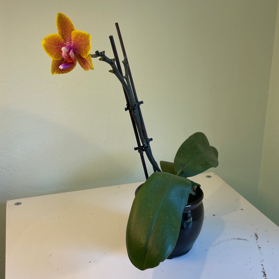 Mini Phalaenopsis Orchid with a single flower in bloom, potted in a black container.