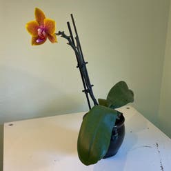 Mini Phalaenopsis Orchid plant