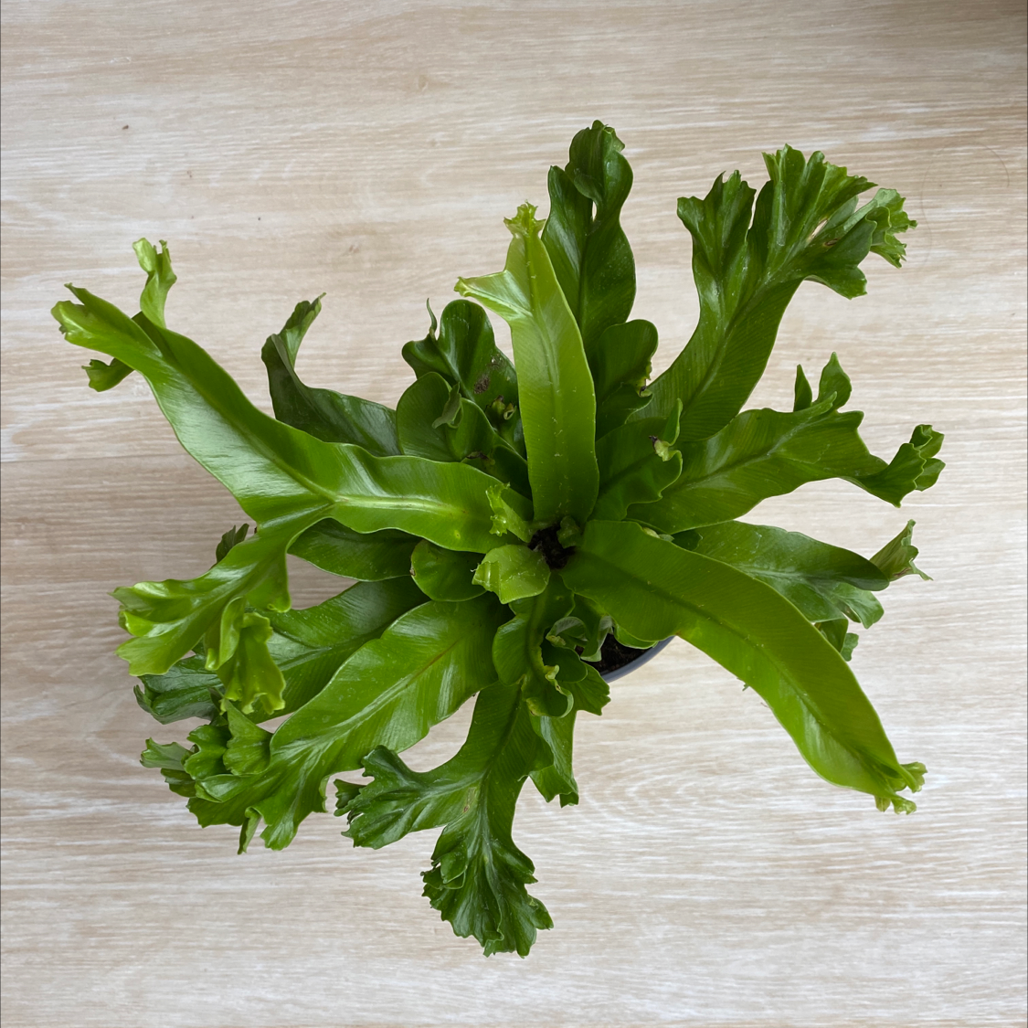 Bird's Nest Fern plant photo by Mobeen named Ferny on Greg, the plant care app.