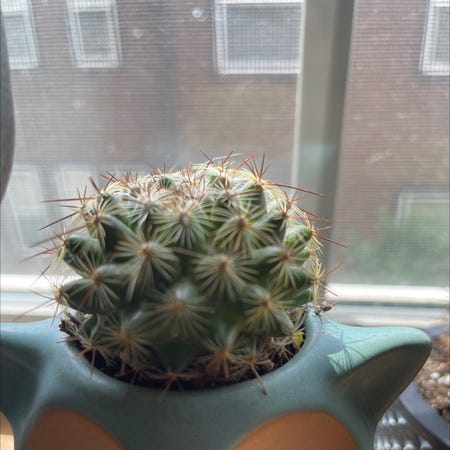 Photo of the plant species Mammillaria winterae by @DabCity named Ricky on Greg, the plant care app
