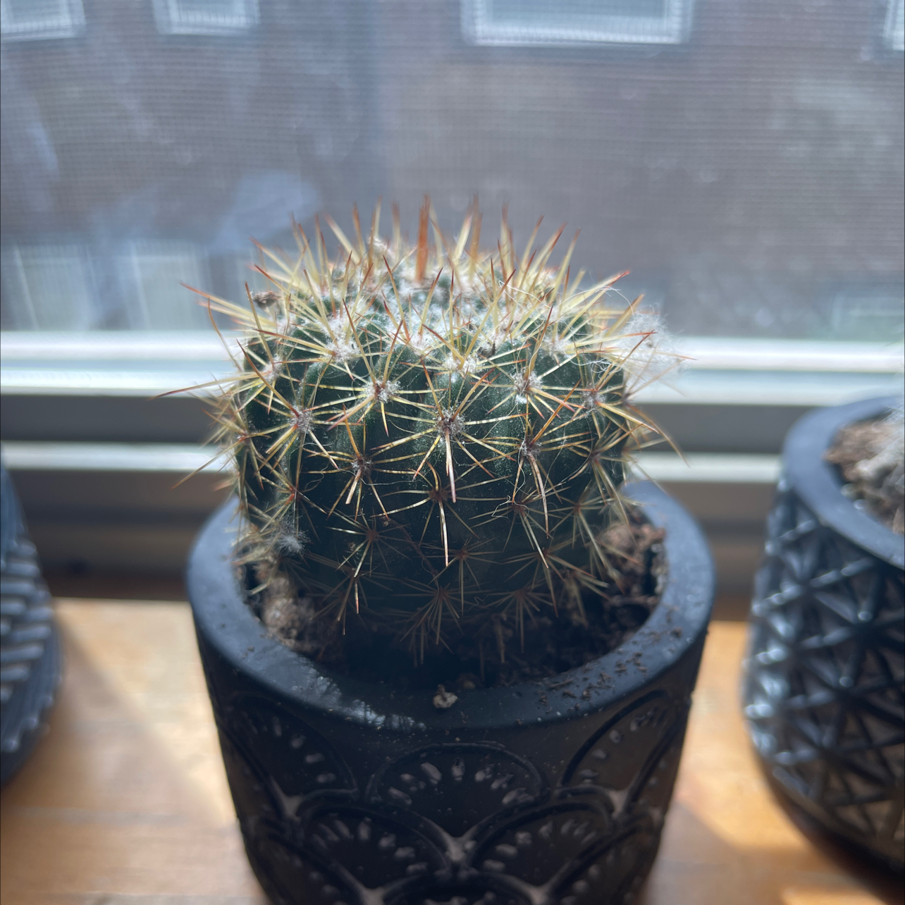 Photo of the plant species Cactus by @DabCity named George Green on Greg, the plant care app