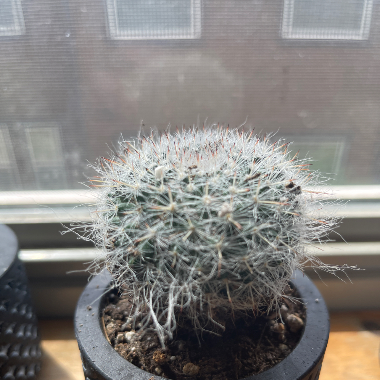 Photo of the plant species Old Lady Cactus by @DabCity named Ray on Greg, the plant care app