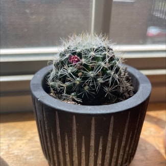 Rose Pincushion Cactus plant in Somewhere on Earth