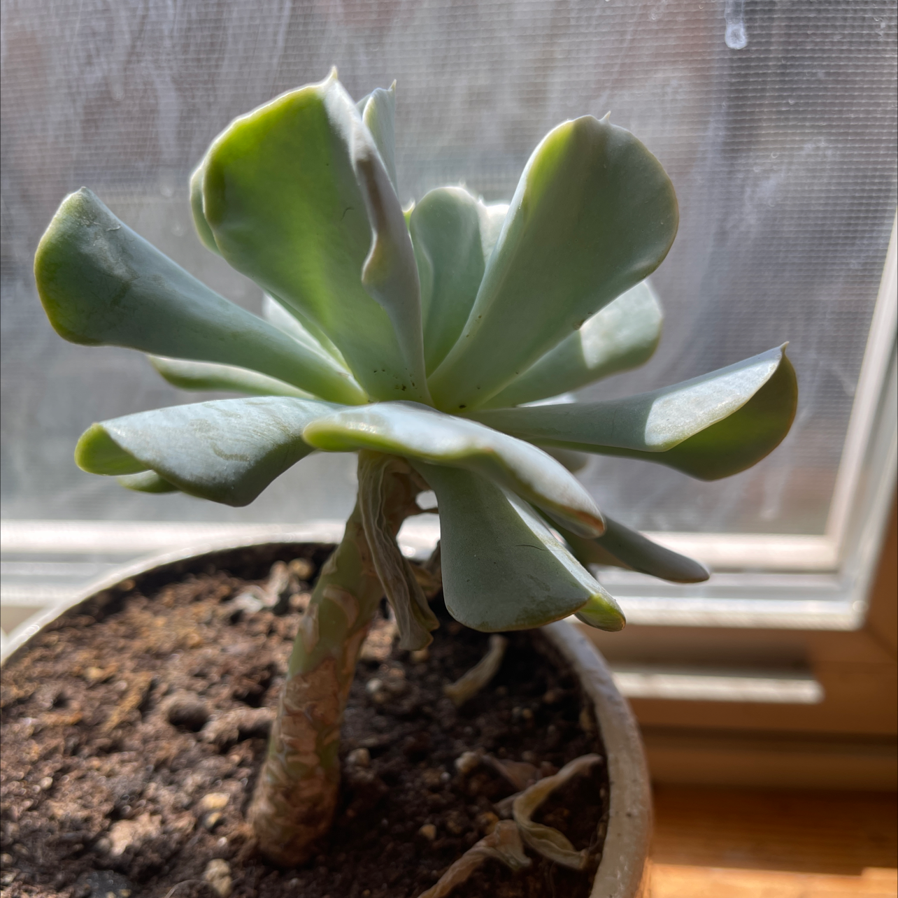 Echeveria 'Topsy Turvy' succulent near a window with visible soil.
