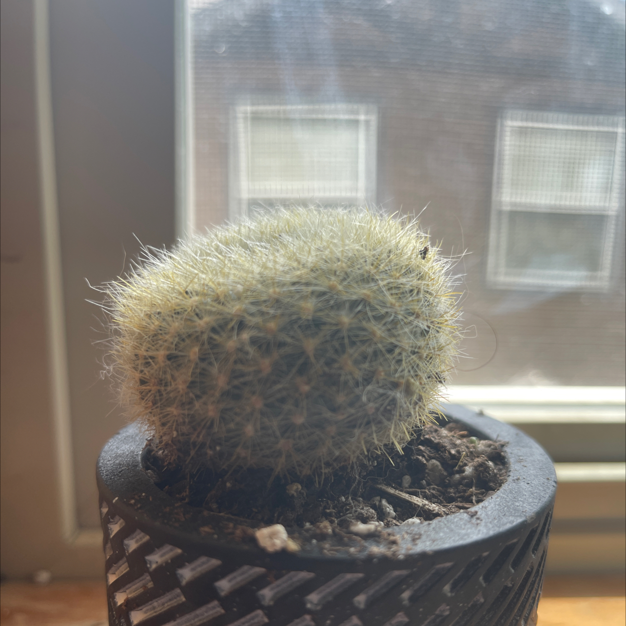 Photo of the plant species Scarlet Ball Cactus by @DabCity named Bubbles on Greg, the plant care app