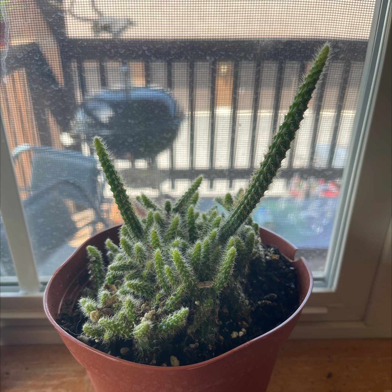 Rat Tail Cactus in a pot near a window, healthy and well-framed.
