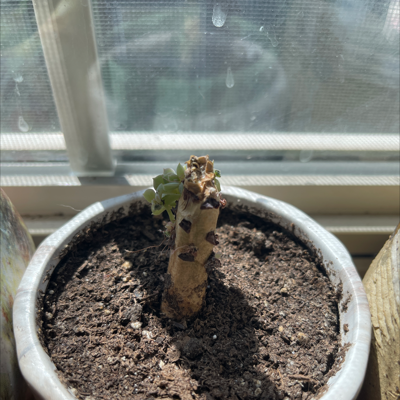 Potted Echeveria 'Topsy Turvy' with minimal foliage and visible browning.