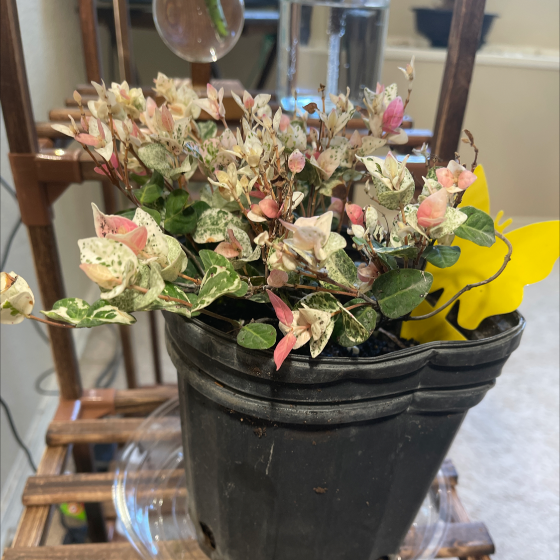 Asian Jasmine plant photo by @Nidz_letz_em_live named Midge on Greg, the plant care app.